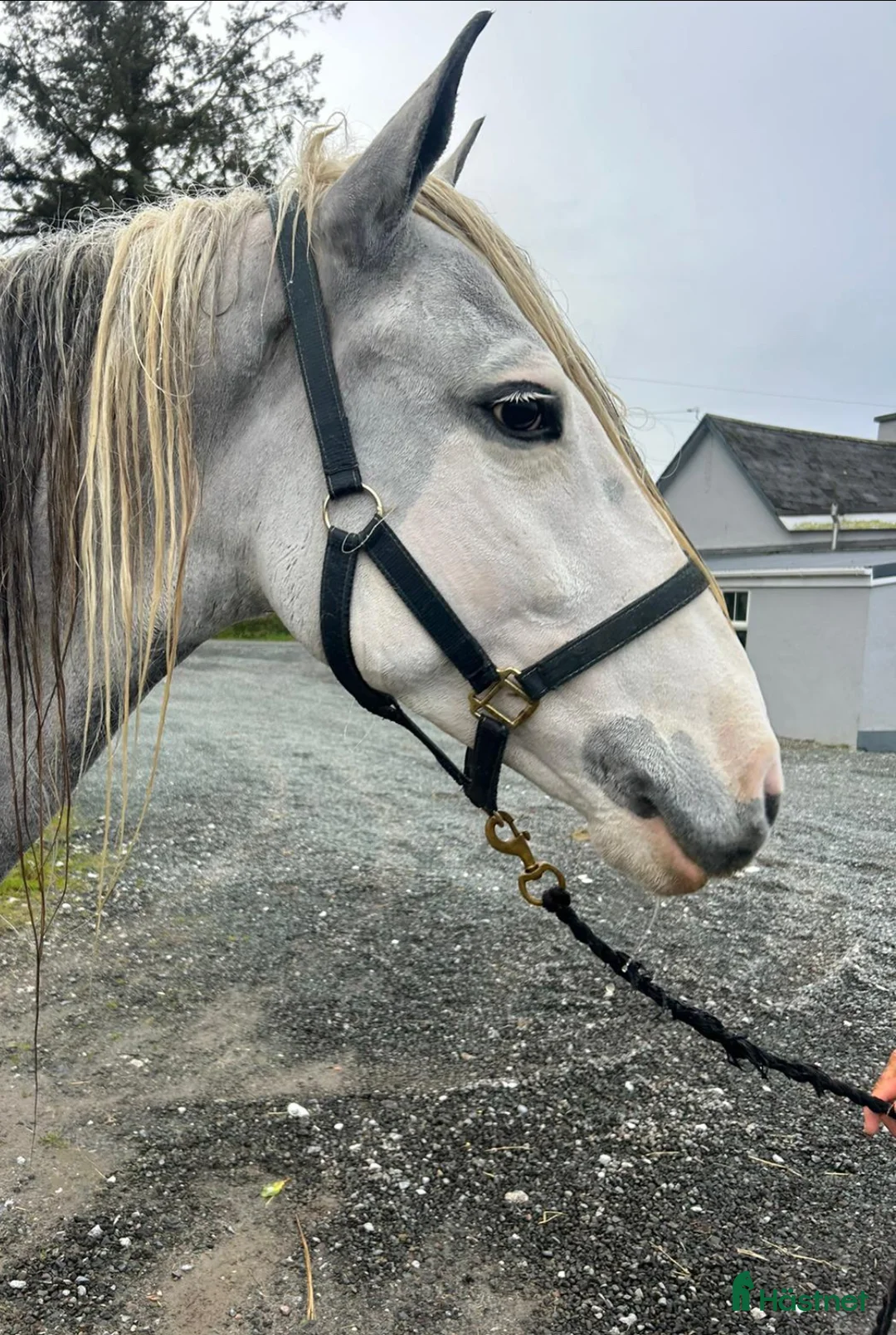 Allround hästar till salu: 150 cm gelding  i Insjön - Annons 3