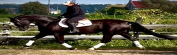 Allround hästar till salu: Hajli–Lovely Silesian Mare|169cm|Dressage&Allround - Annons 6