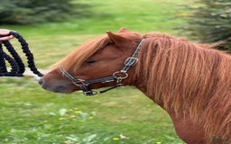 Övrigt hästar till salu: Minishetlandhingst  i Falköping - Annons 5