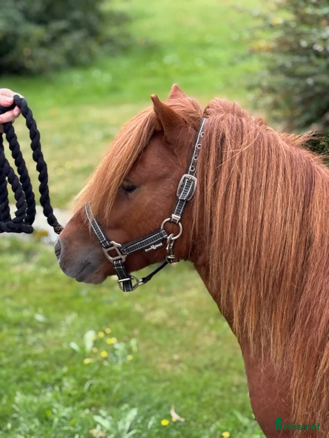 Övrigt hästar till salu: Minishetlandhingst  - Annons 5