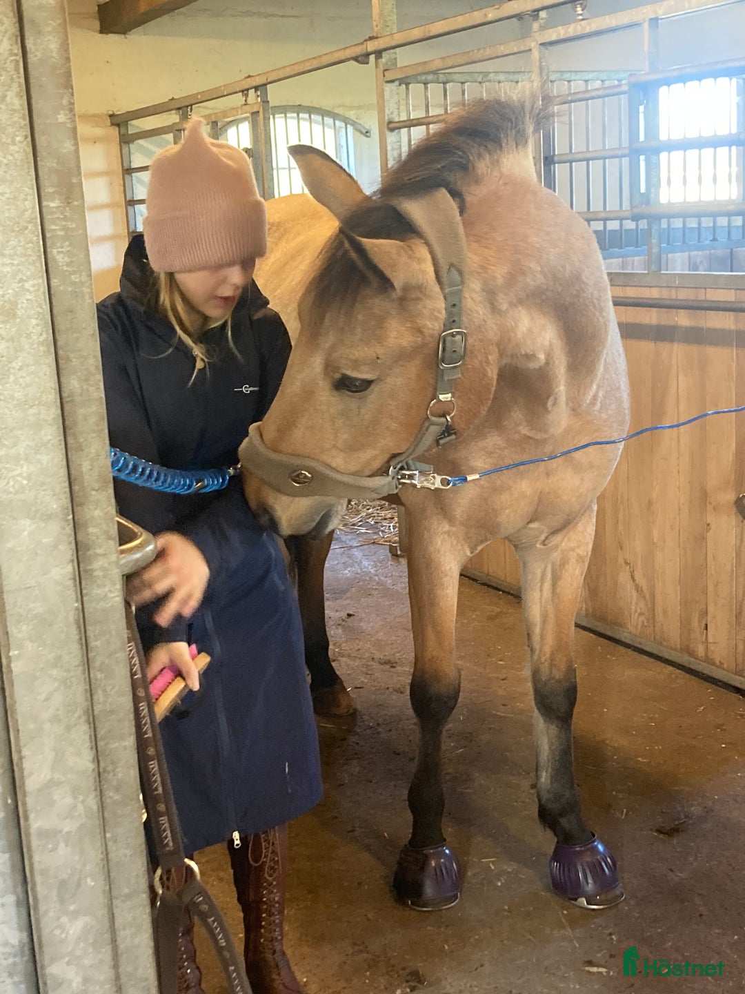  medryttarhäst finnes: Stor d ponny söker medryttare i Klagstorp - Annons 2