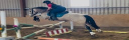 Allround hästar till salu: Gorgeous Dun Gelding i Ljungby - Annons 9
