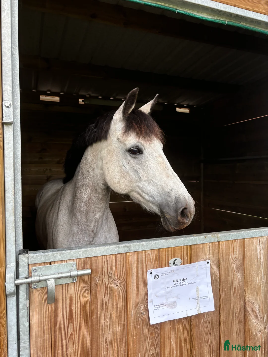 Allround hästar till salu: Fantastisk förstaponny och bästa vän - Annons 1