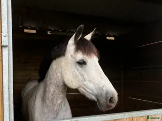 hästar Fantastisk förstaponny och bästa vän - Annons 8