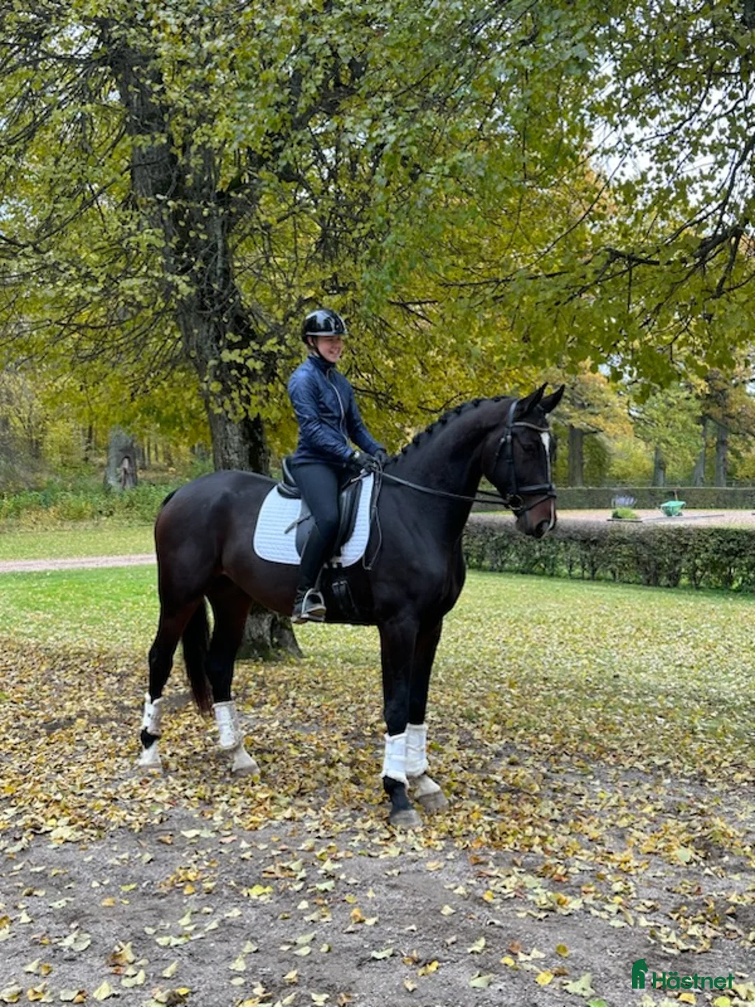  hästservice finnes: Utbildning/inridning/tävling  - Annons 4