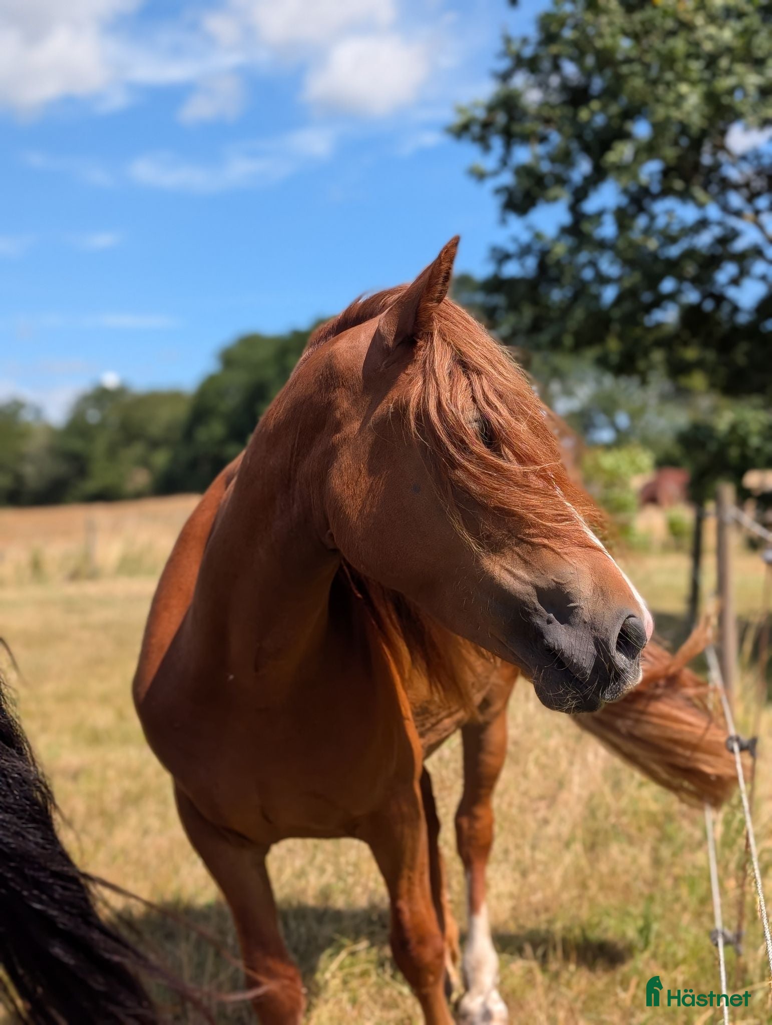  hästar 4-årigt positivt och nyfiket Welsh Cob-sto - Annons 6