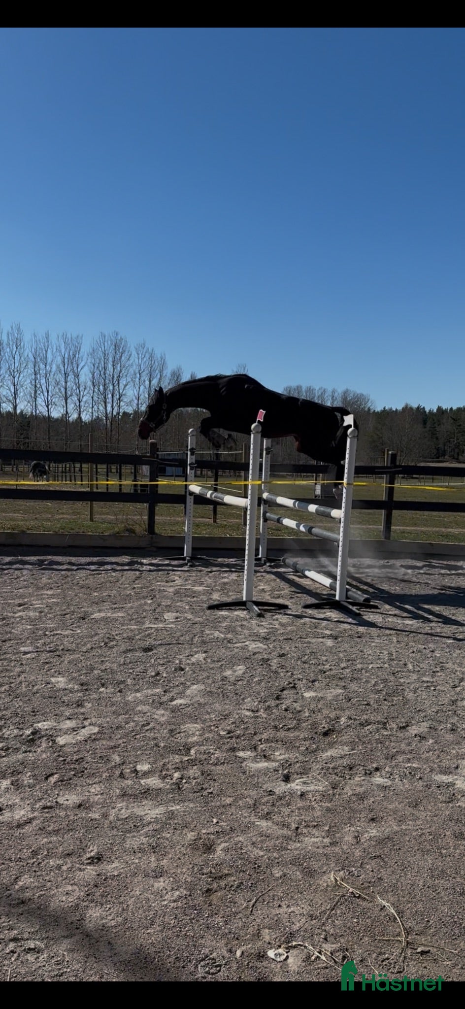  hästar Lovande 3-årig SWB-valack med kapacitet! - Annons 6