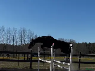 hästar Lovande 3-årig SWB-valack med kapacitet! - Annons 6