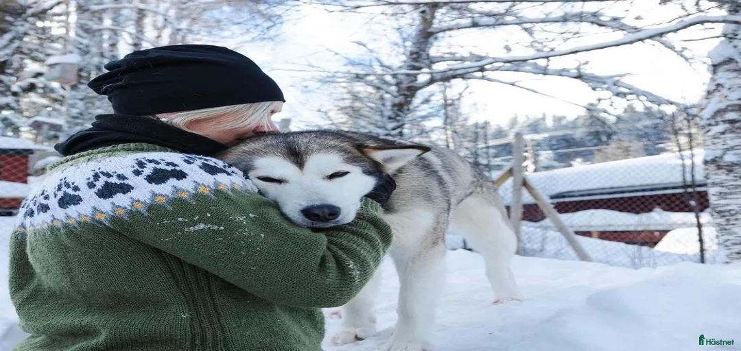 Galleribild {{count}}