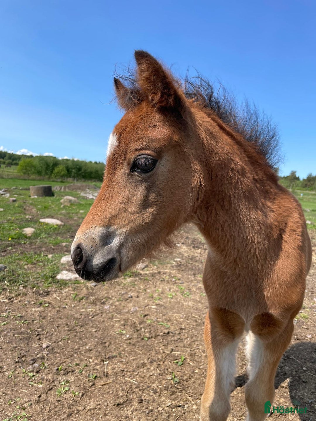 Allround hästar till salu: Rollo söker nya buskumpaner våren 2026 i Falköping - Annons 5