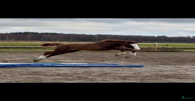  hästar i Stallarholmen - Annons 8