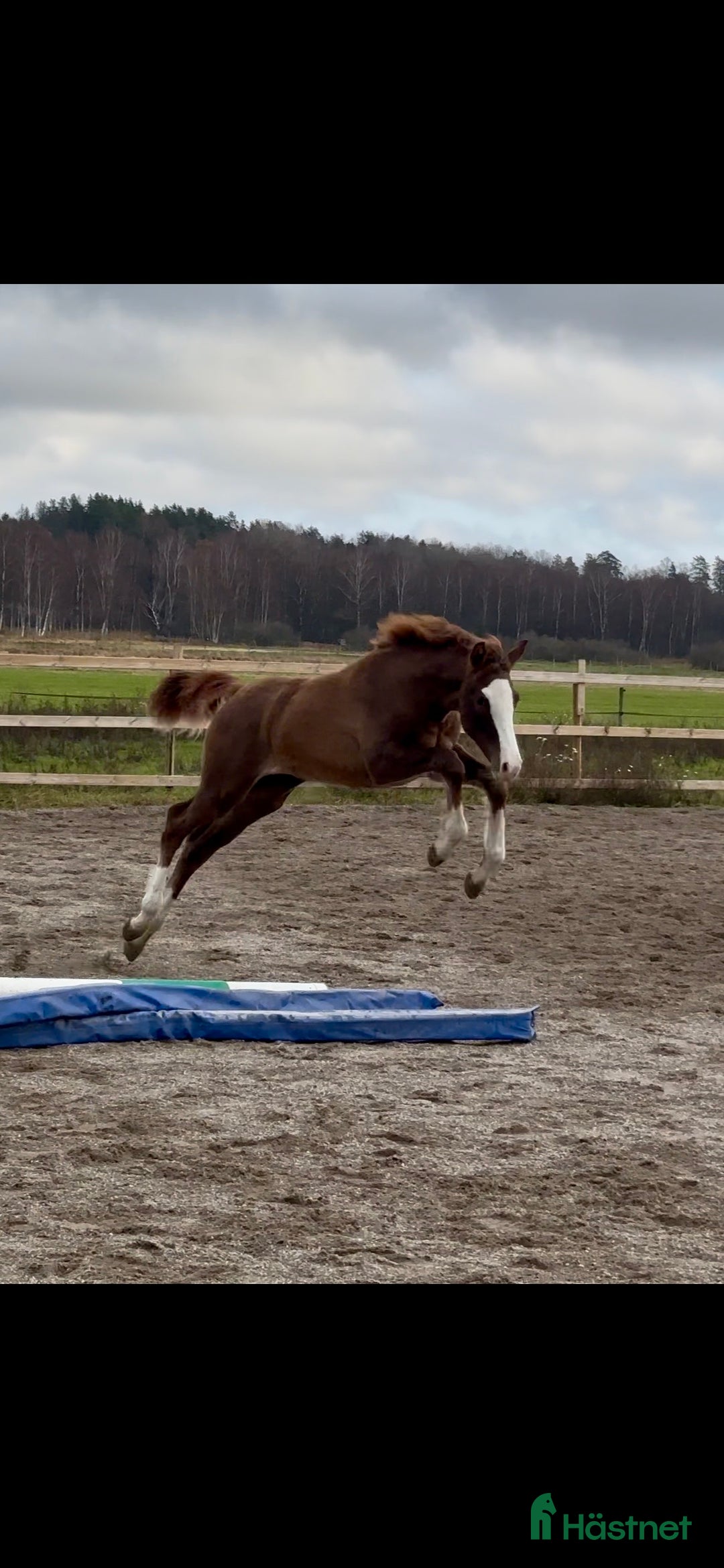 Hoppning hästar till salu: Internationellt prestationsblod i Stallarholmen - Annons 3