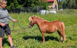 Sällskap hästar till salu: Miniatyrer i Almunge - Bild 8