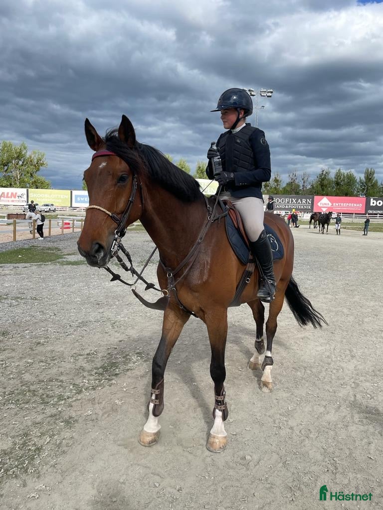  hästar Allround/Familje häst  - Annons 1