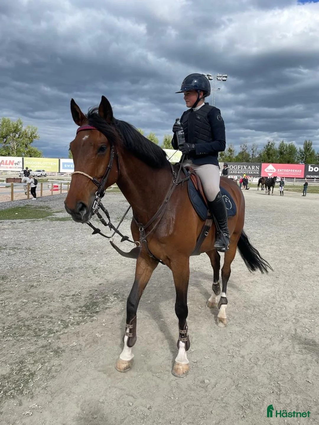Allround hästar till salu: Allround/Familje häst  i Gnesta - Annons 1
