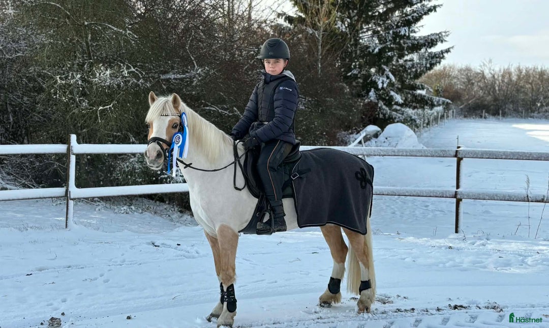 Allround hästar till salu: Blivande treåring, welsh sec B. i Strömsnäsbruk - Annons 13