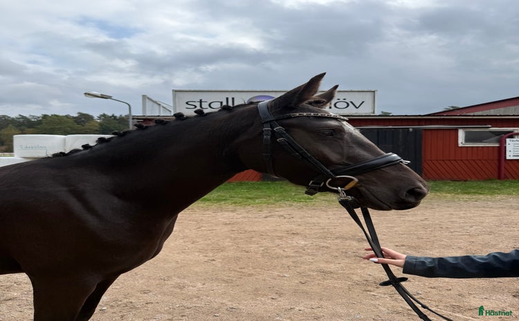  hästar i Vetlanda - Annons 6