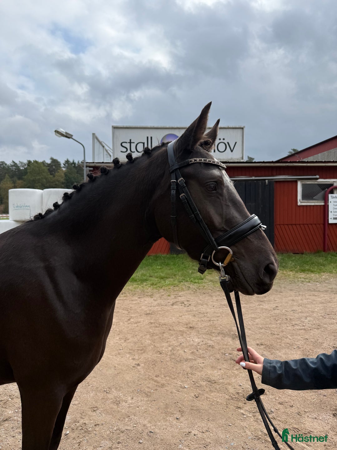 Allround hästar till salu: ✨ Svensk ridponny med framtiden för sig ✨ i Vetlanda - Annons 1