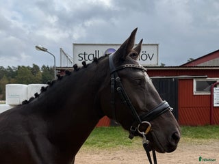 Allround hästar till salu: ✨ Svensk ridponny med framtiden för sig ✨ i Vetlanda - Annons 1