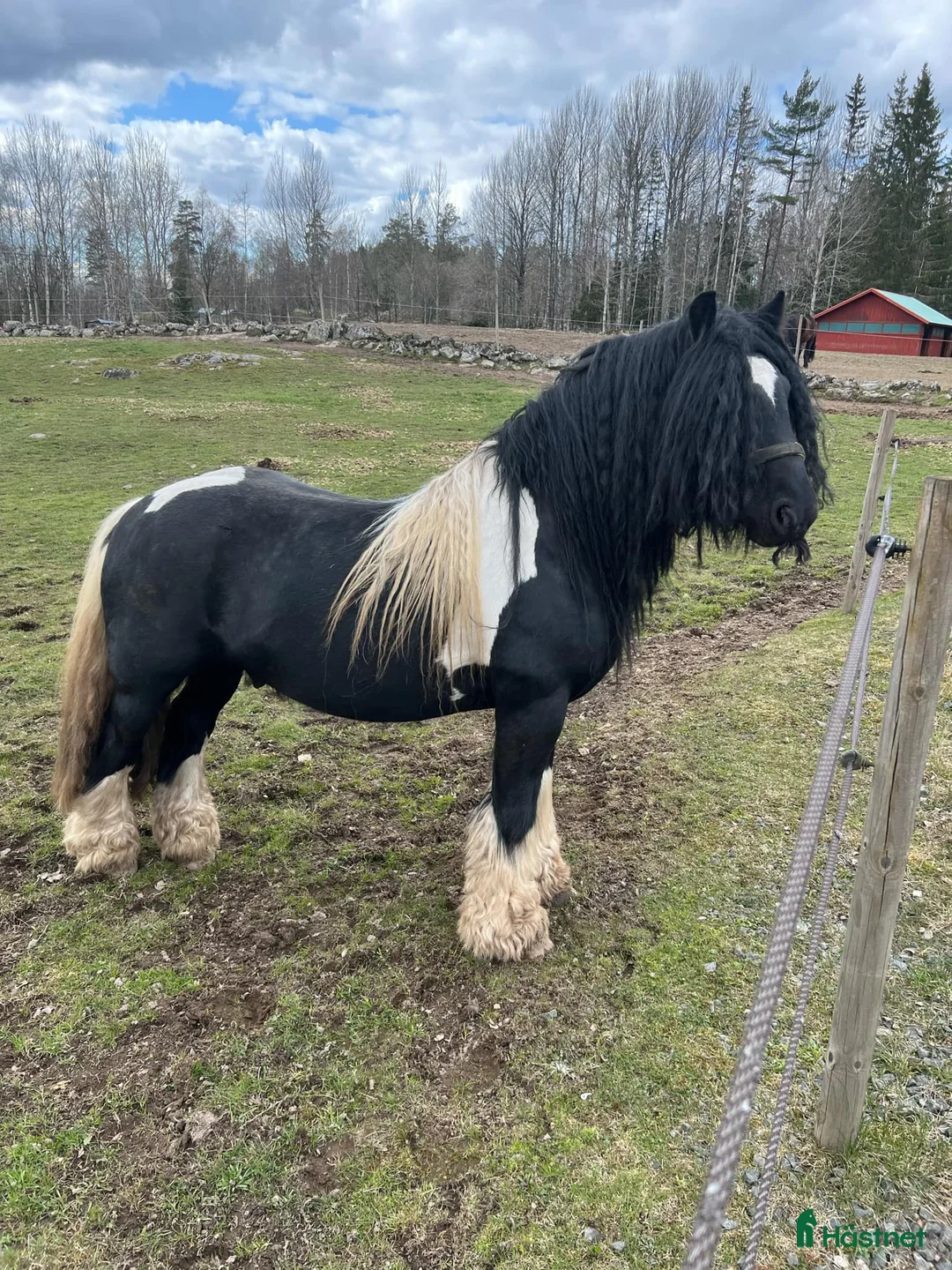 Avelshästar hästar till salu: Silversvart sto! i Sävsjö - Annons 15