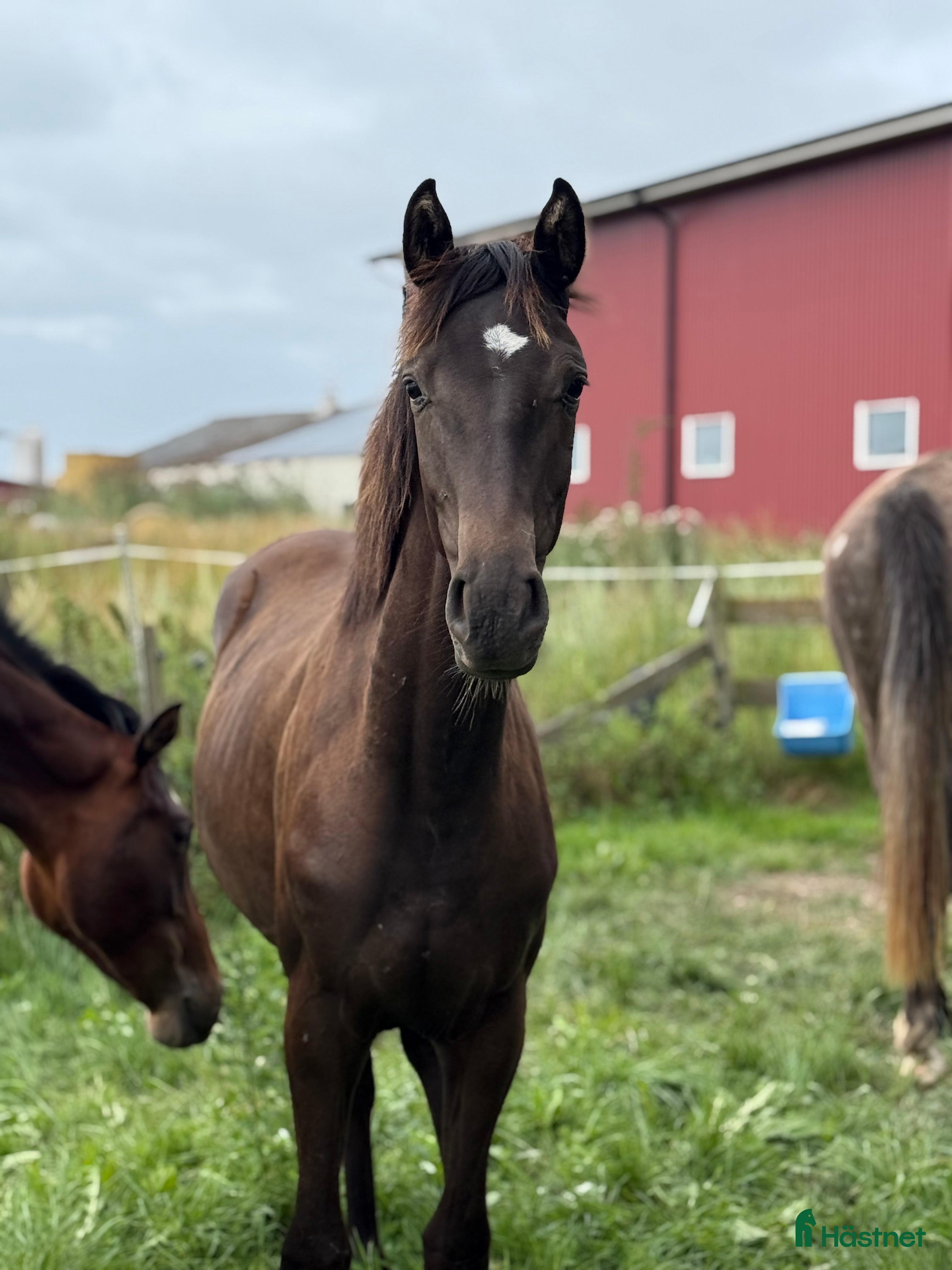 Dressyr hästar till salu: Vackert sto ifrån meriterande möderne  i Aneby - Annons 1