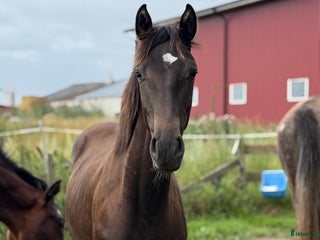 Dressyr hästar till salu i Aneby - Annons 1