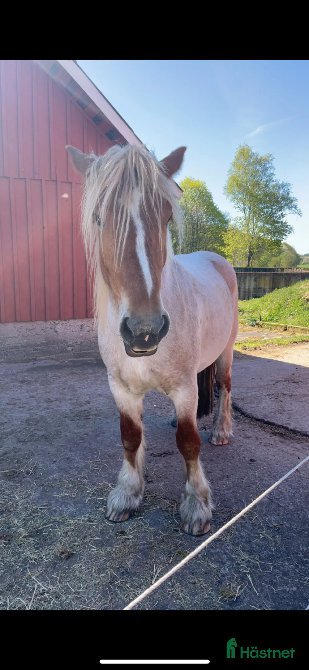 Körning hästar till salu: 3 årigt rödskimmel sto - Annons 1