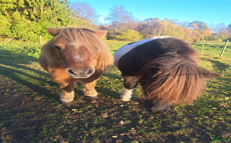  hästar i Västra Torup - Annons 15