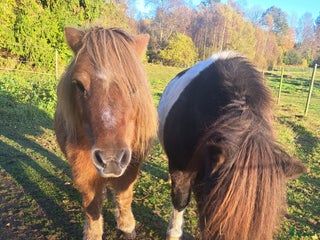 hästar i Västra Torup - Annons 19