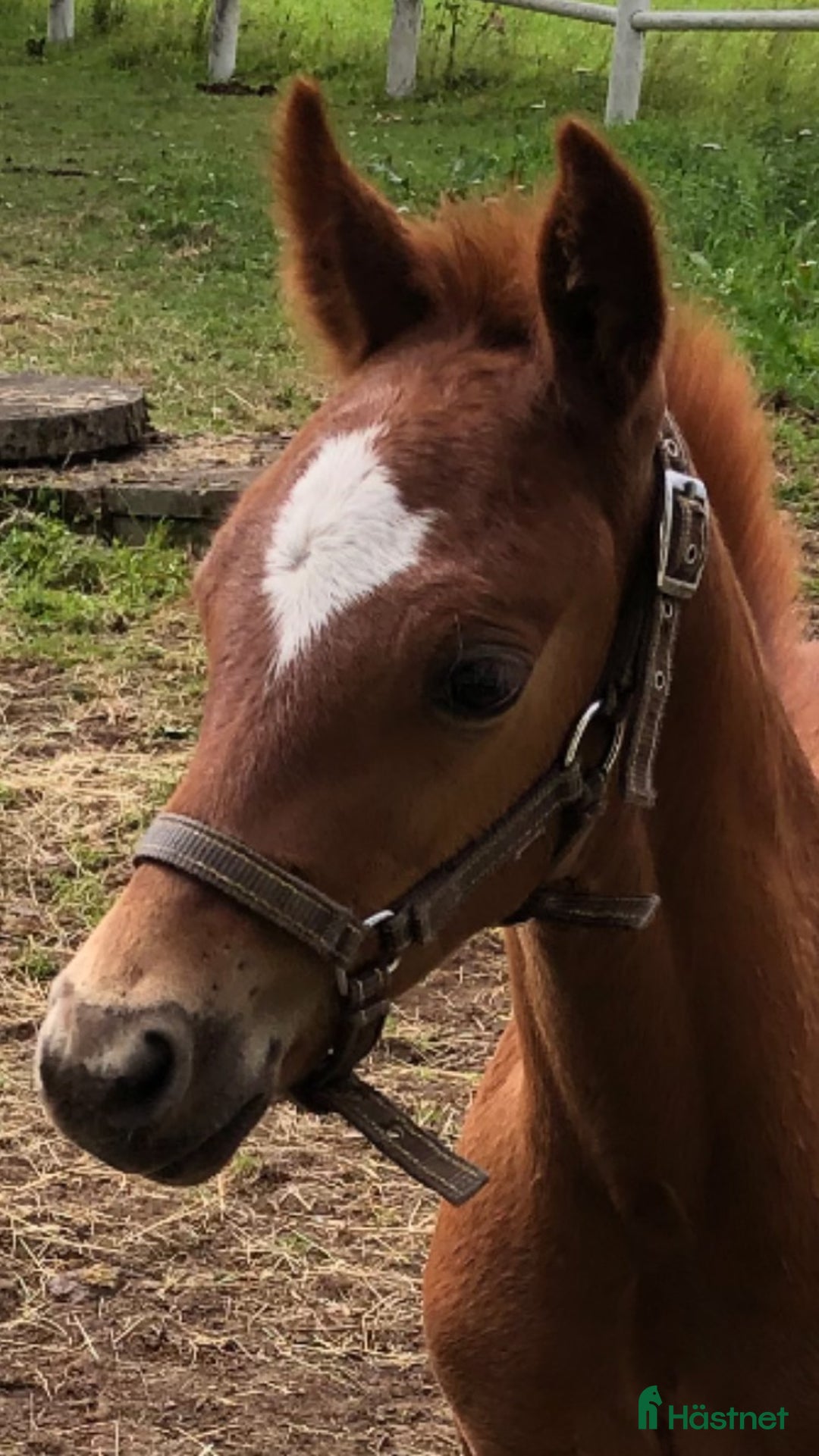 Allround hästar till salu: Kolla film! Hingstämne? i Hestra - Annons 1