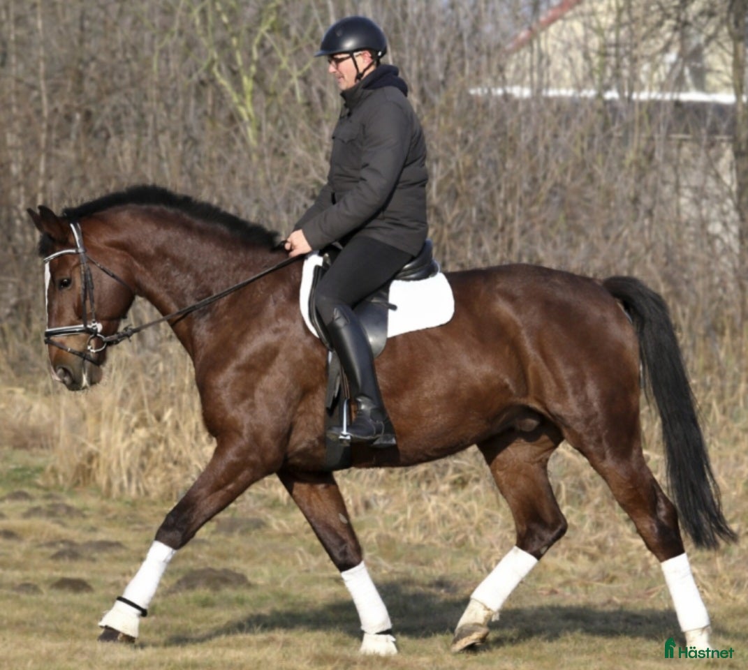  hästar Positive dressage and driving Allrounder - Annons 3
