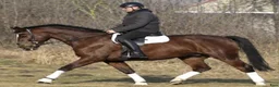 Allround hästar till salu: Positive dressage and driving Allrounder - Annons 1