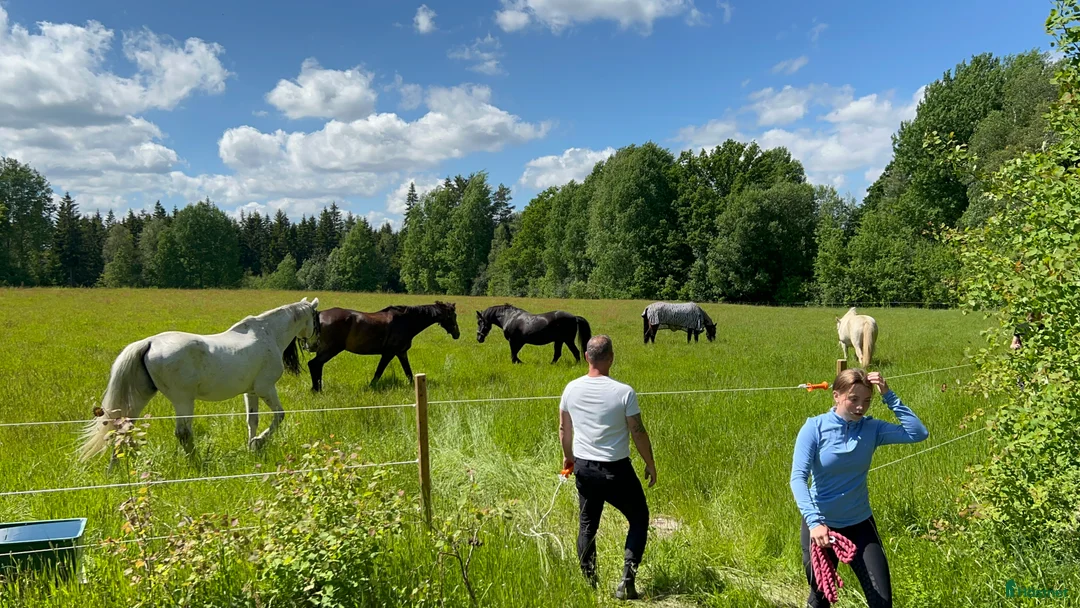 Allround hästar sökes: Söker trygg, stabil, läromästare - Annons 11