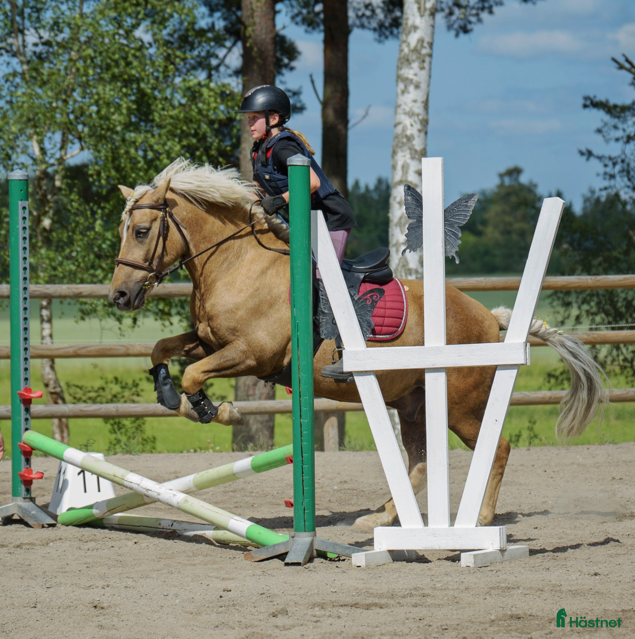 hästar Trygg och lugn ponny till hela familjen - Annons 1