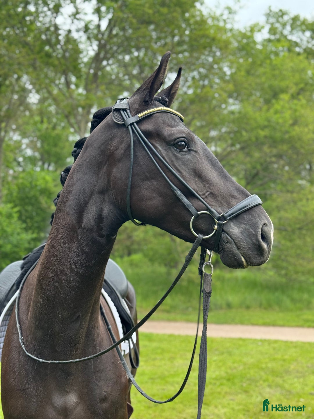 Dressyr hästar till salu: Framtida stjärna! i Båstad - Annons 2