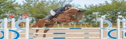 Hoppning hästar till salu: Lovande 6-årig valack - Annons 1