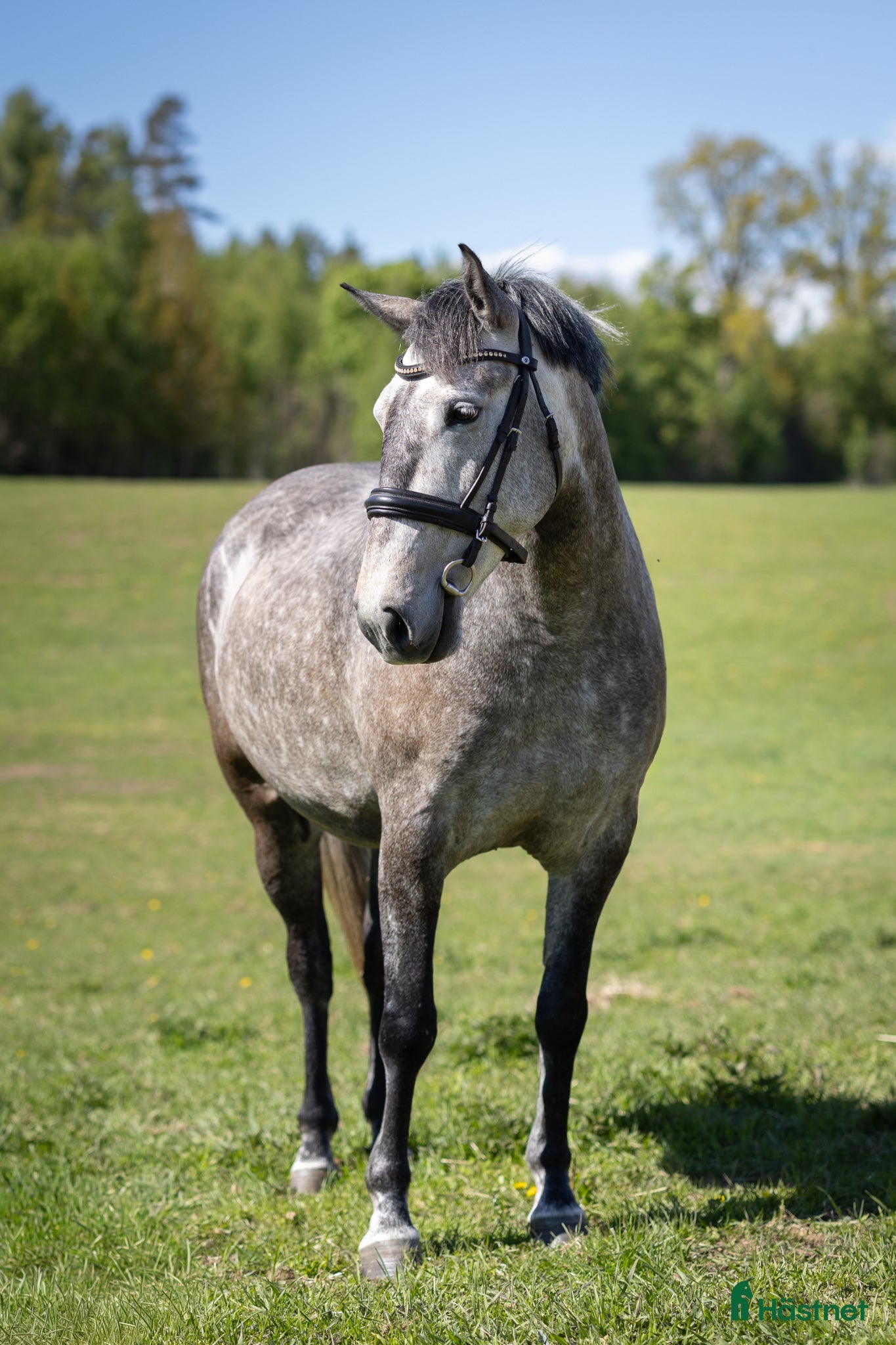  hästar Snäll och trevlig lusitano - Annons 6
