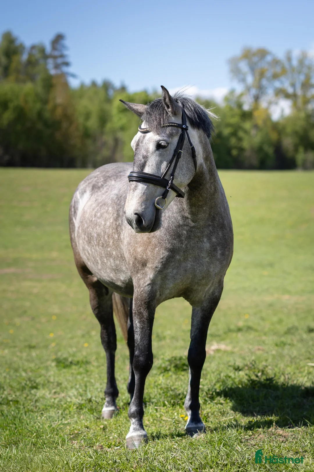 Allround hästar till salu: Snäll och trevlig lusitano - Annons 1