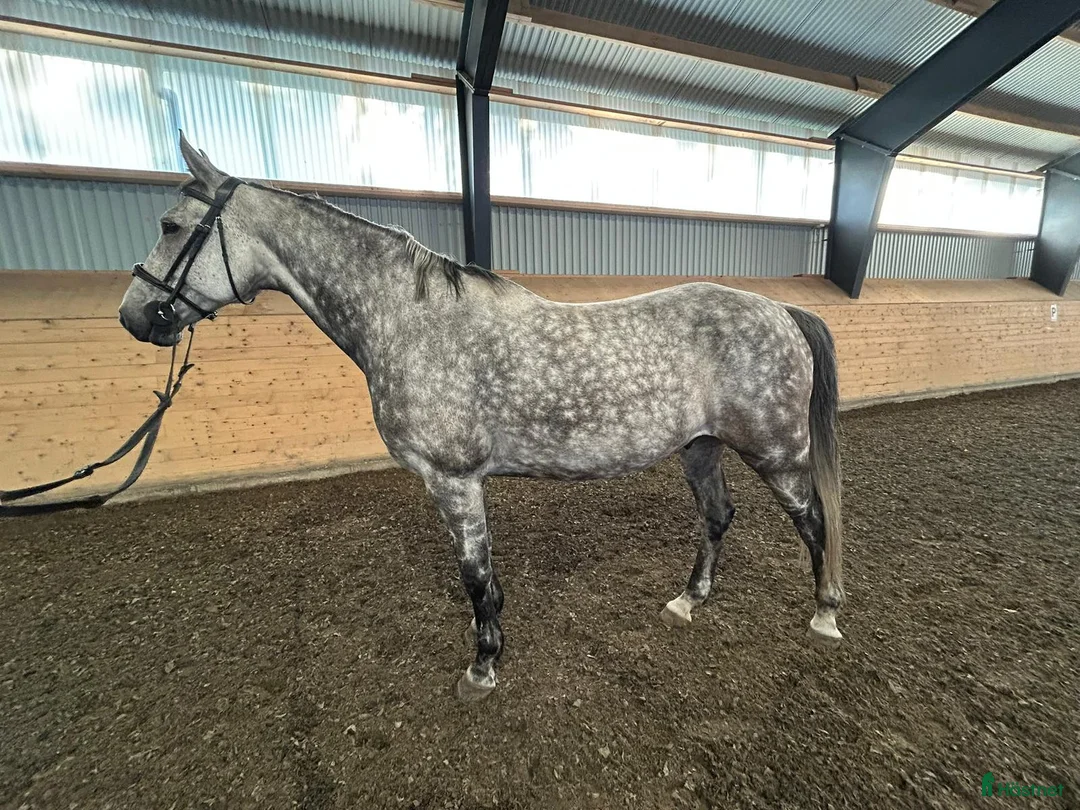 Hoppning hästar till salu: Charmig vallack  - Annons 2