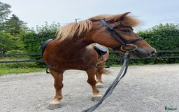 Island hästar till salu: Fantastiskt sto i Häggeby - Annons 4