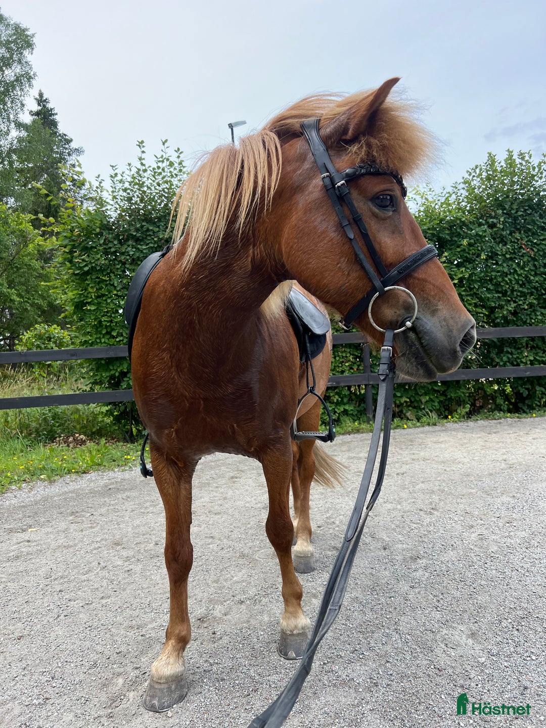 Island hästar till salu: Fantastiskt sto i Häggeby - Annons 4