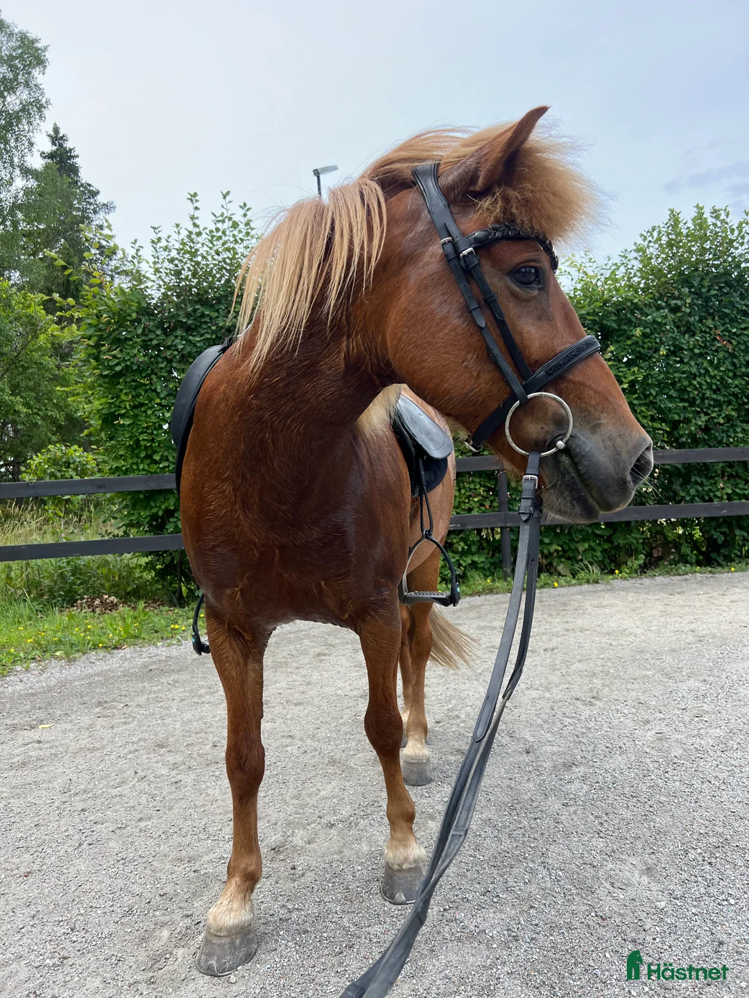 Island hästar till salu: Fantastiskt sto - Annons 4