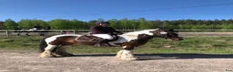 Allround hästar till salu: Dräktigt irish cob sto med stoföl vid sida  - Annons 2