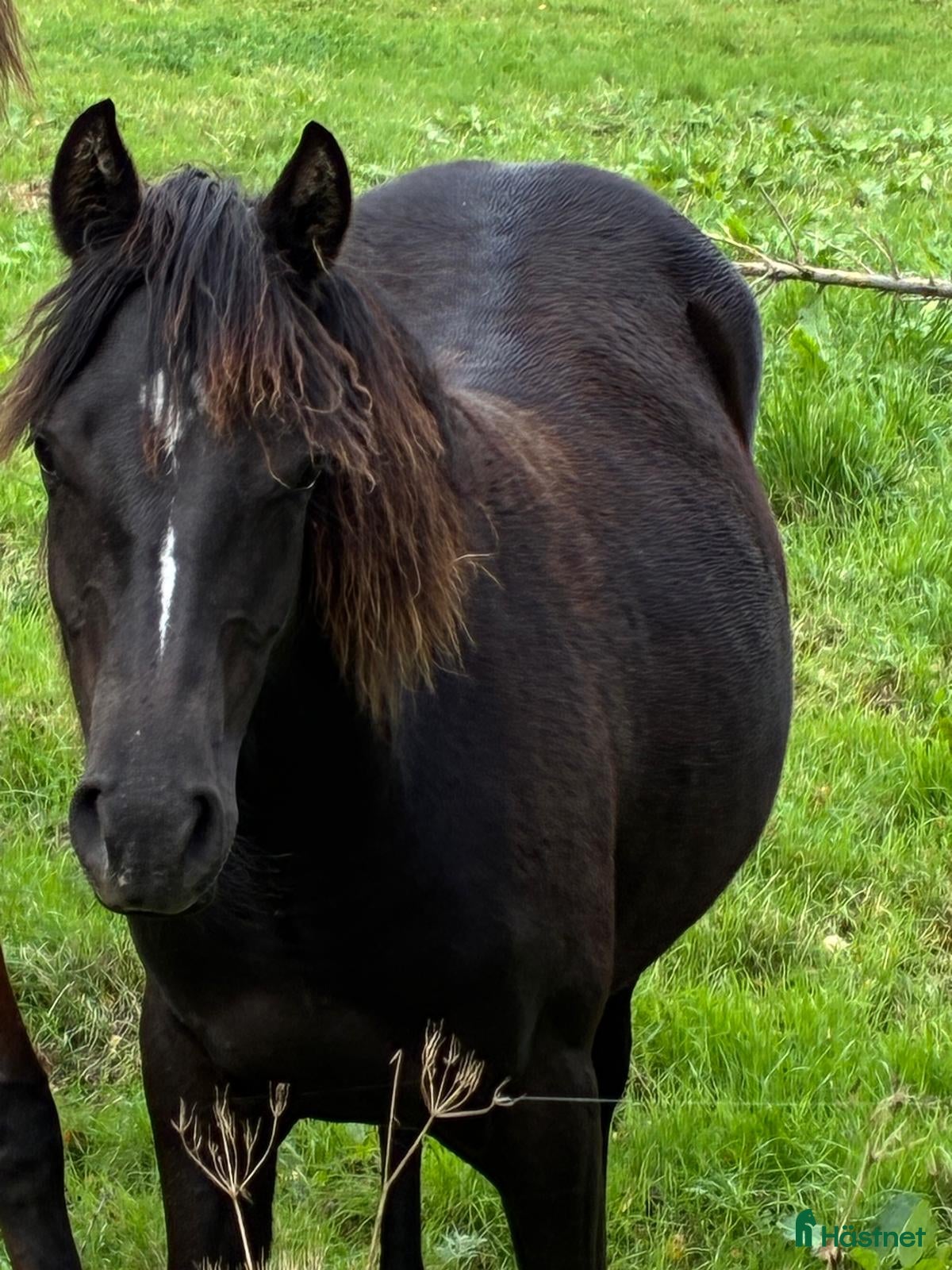  hästar Framtida SM ponny till salu/foder - Annons 2