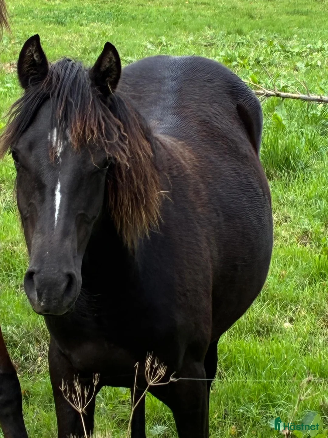 Hoppning hästar till salu: Framtida SM ponny till salu/foder - Annons 2