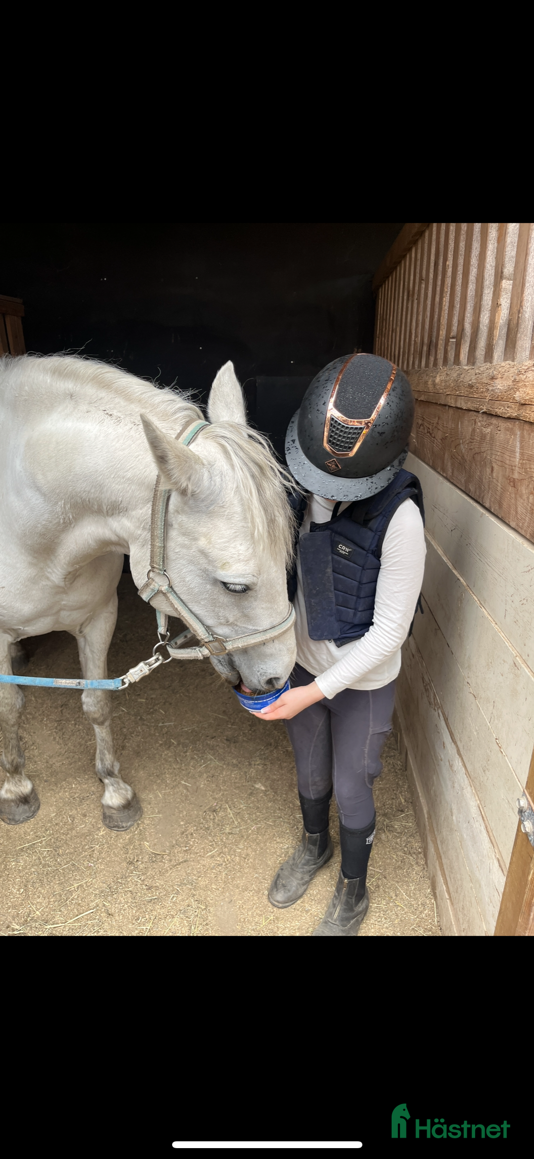  medryttarhäst sökes: Medryttarhäst sökes ca 1 gång/vecka i Bromma - Annons 2