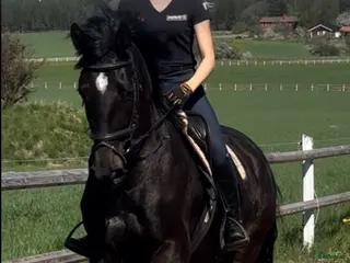 hästar Thalia 6 årigt sto med stor potential - Annons 12