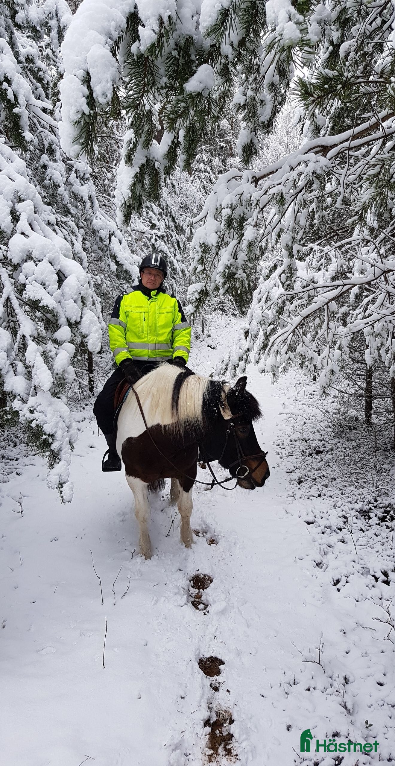 Övrigt hästar till salu: Snäll skogsponny i Vinninga - Annons 1