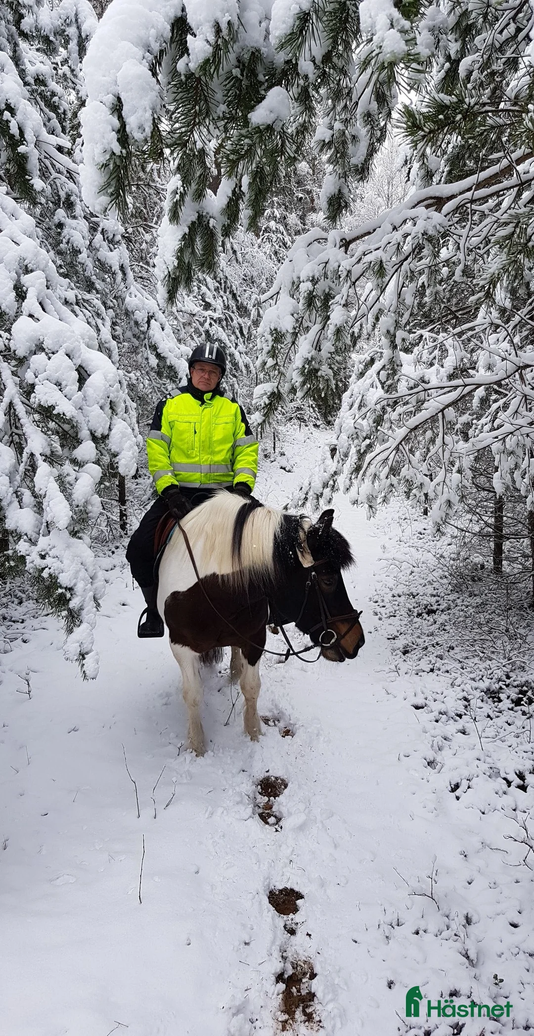 Övrigt hästar till salu: Snäll skogsponny i Vinninga - Annons 1