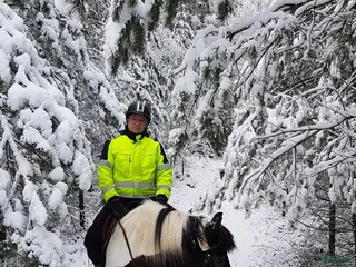 Övrigt hästar till salu: Snäll skogsponny i Vinninga - Annons 1